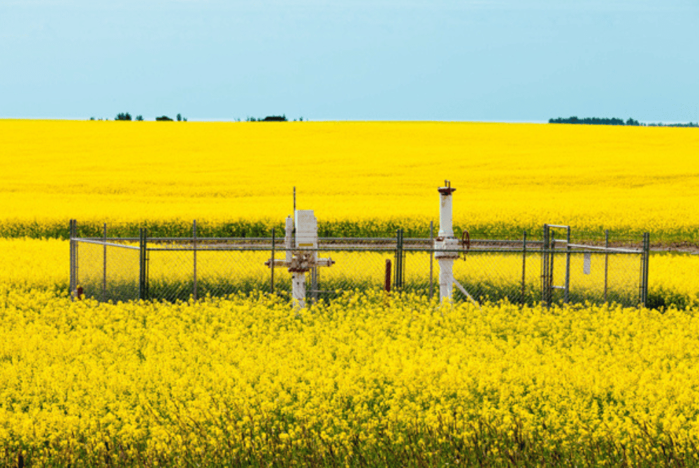 Oil and gas wellhead surrounded by a yellow canola field in a rural agricultural landscape.